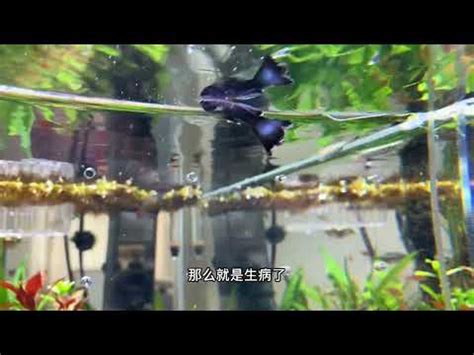 後路 小魚死掉怎麼處理